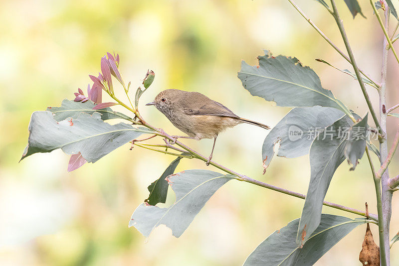 Brown Thornbill，澳大利亚